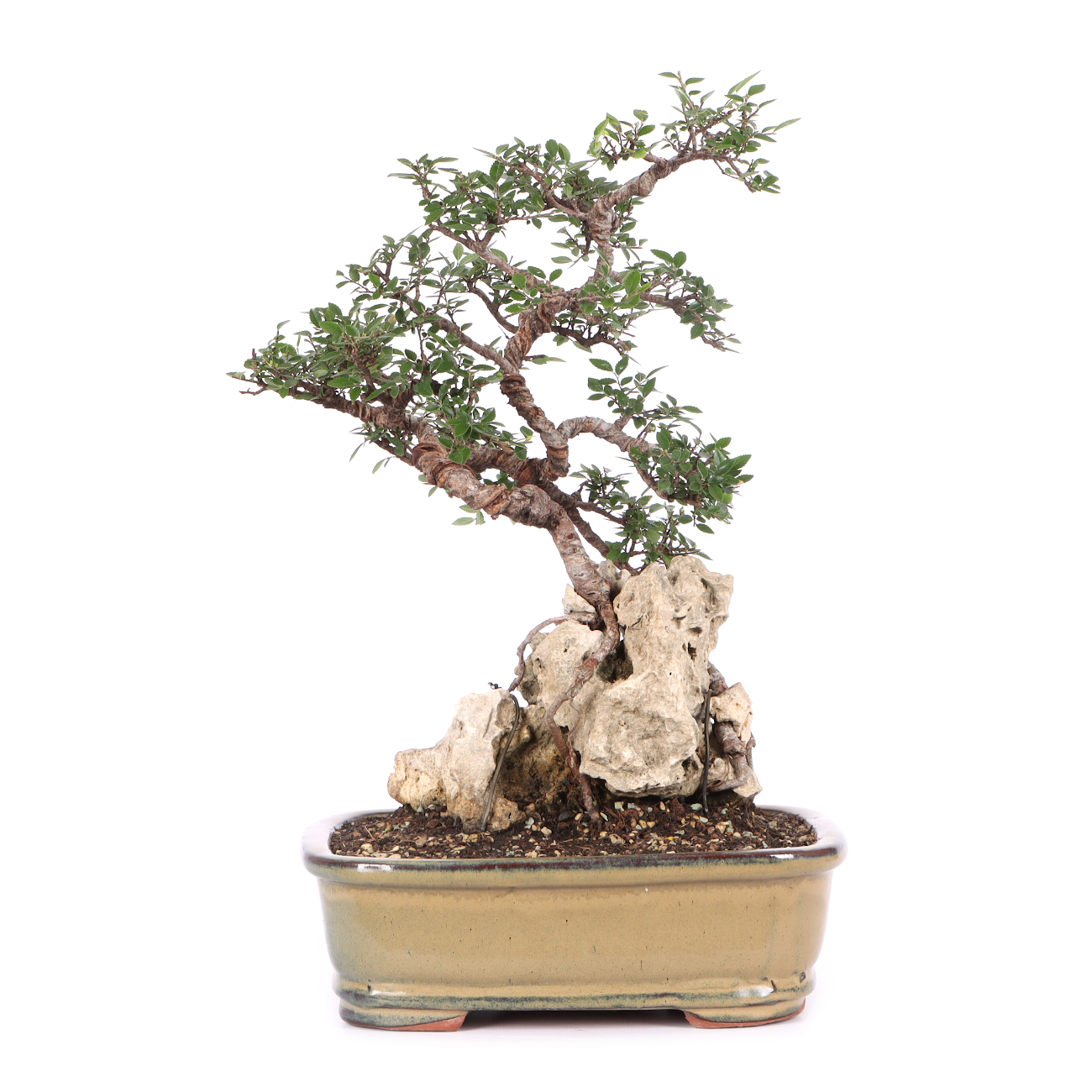Ulmus parvifolia
