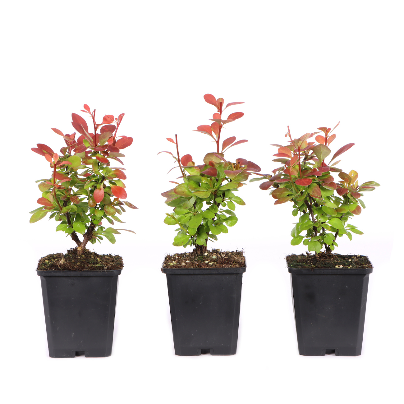 Berberis thunbergii 'Orange Sunrise'