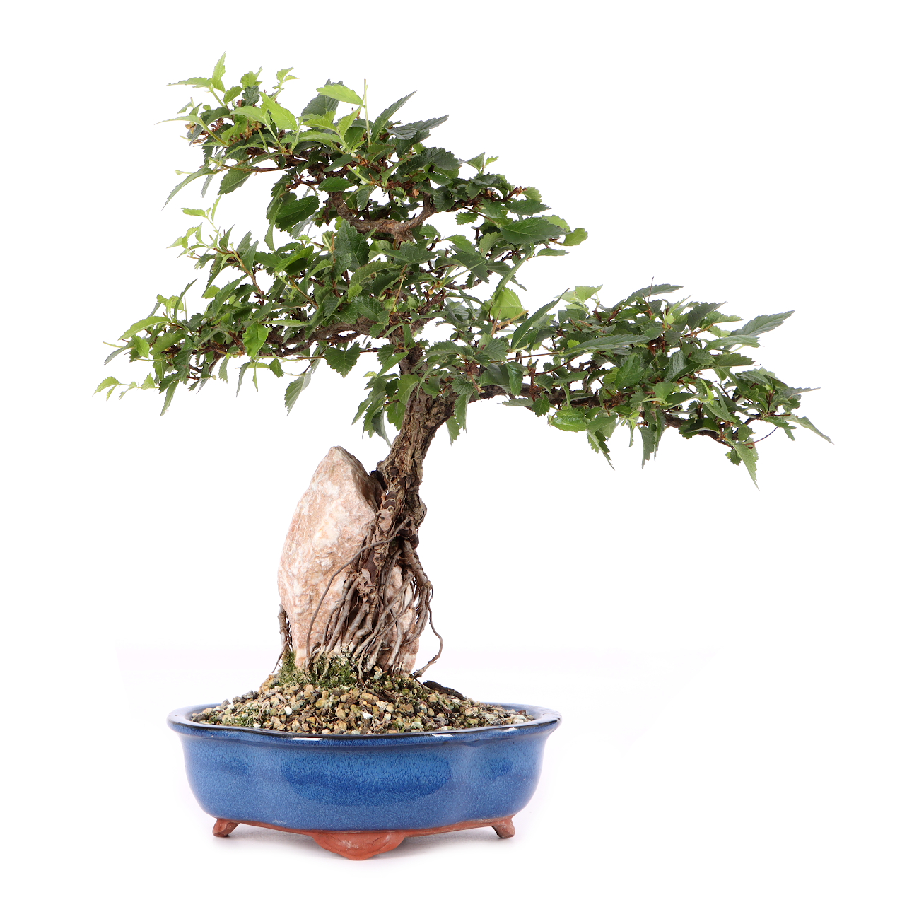 Ulmus minor var.
