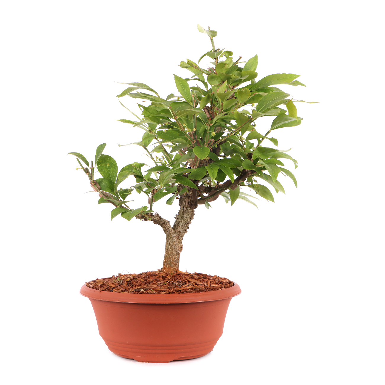 Euonymus alatus