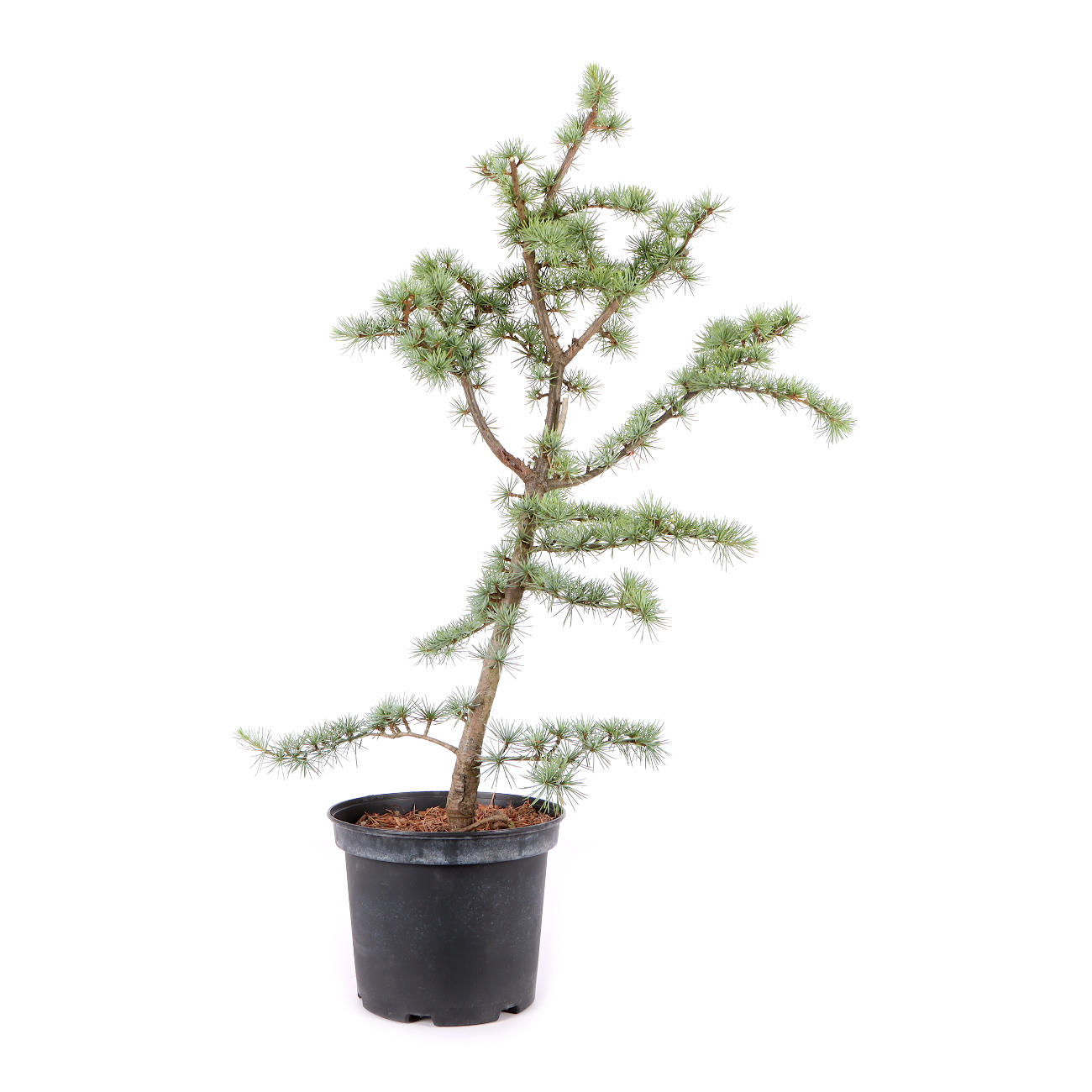 Cedrus atlantica 'Glauca'