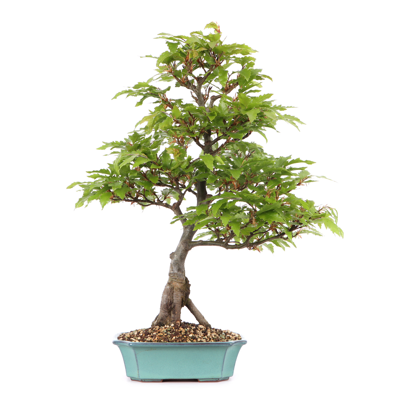 Fagus sylvatica 'Sandrode'