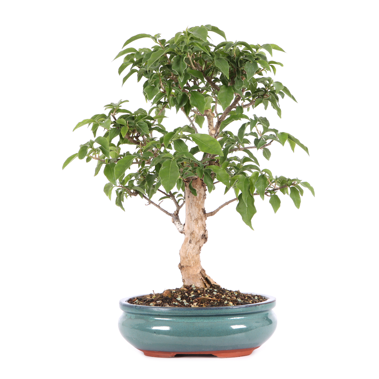 Bougainvillea glabra