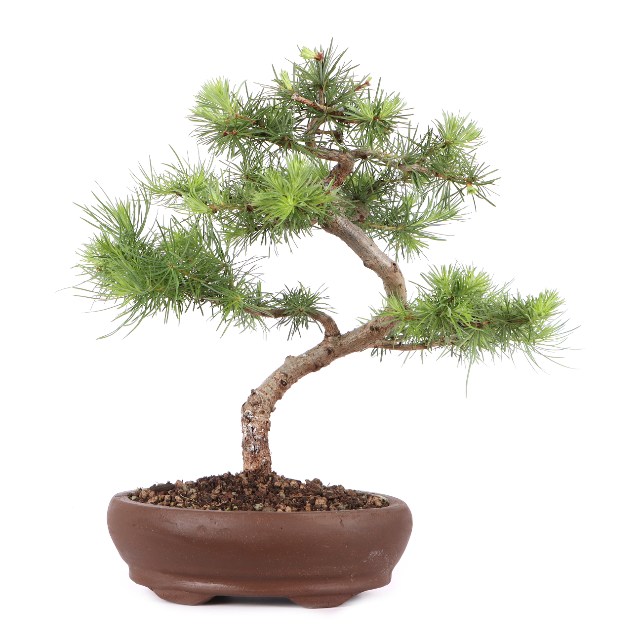 Larix kaempferi