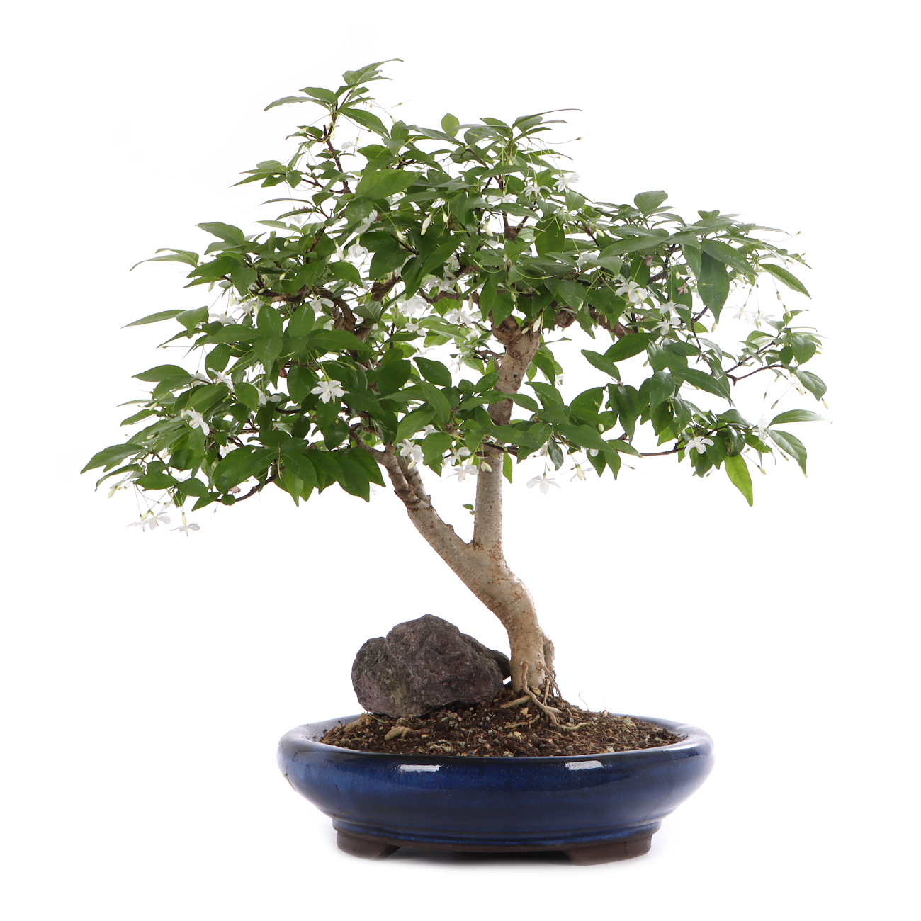 Wrightia religiosa