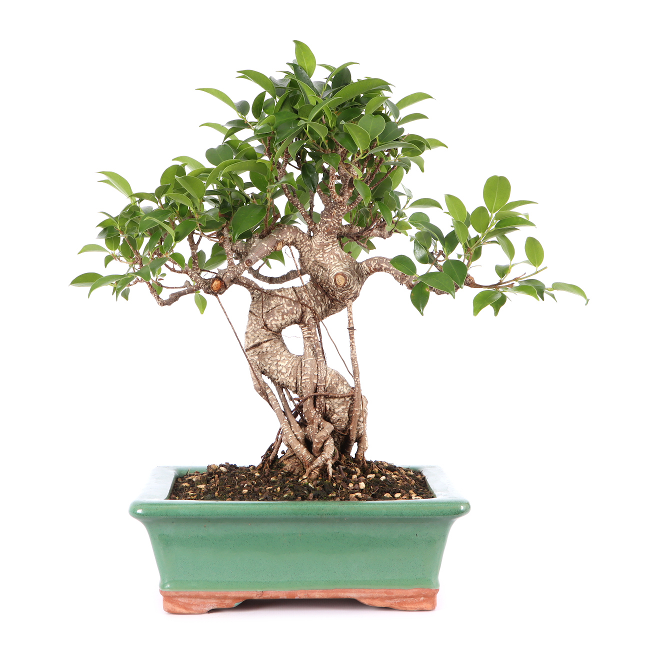 Ficus microcarpa 'Tiger Bark'