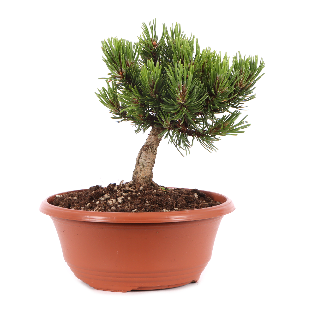 Pinus mugo 'Sherwood Compact'