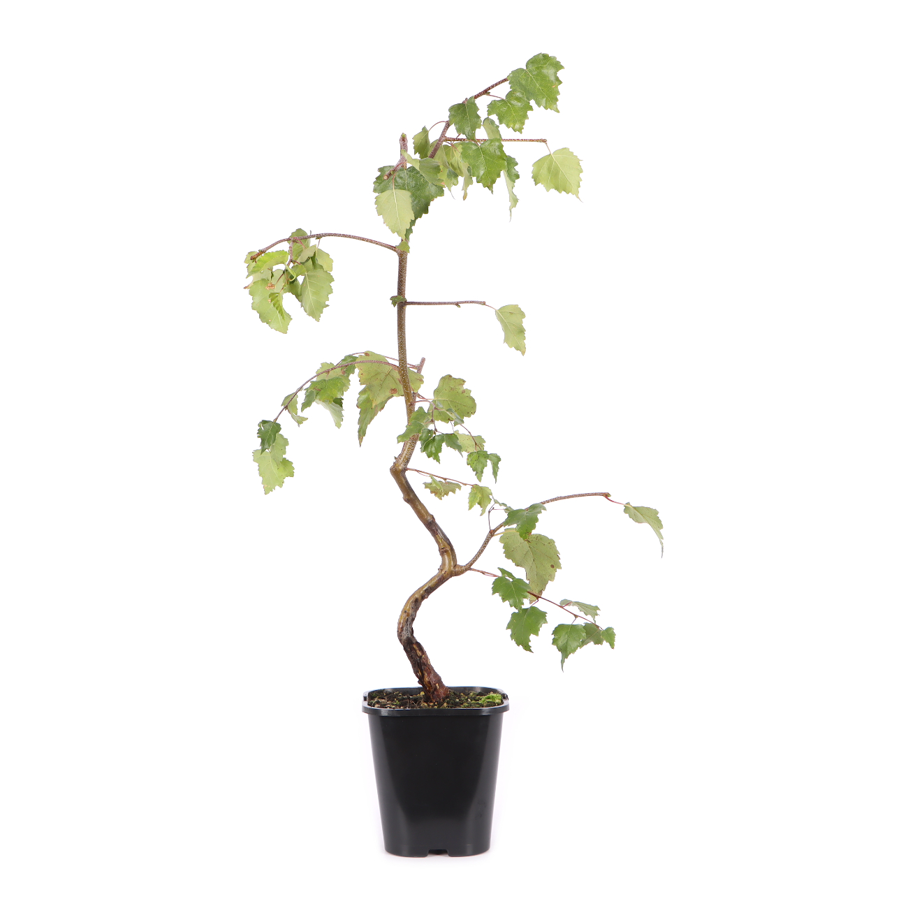 Betula pendula 'Youngii'
