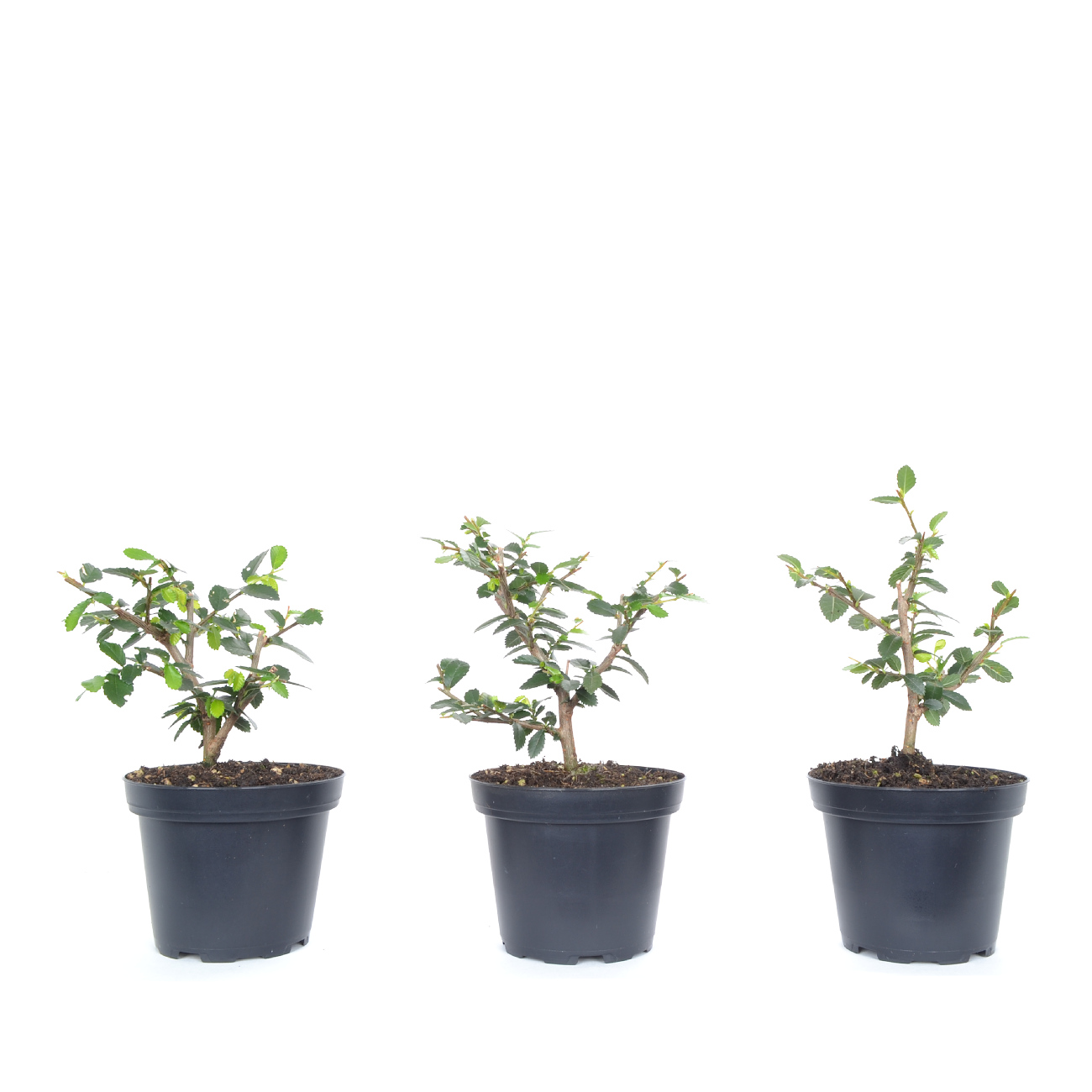 Ulmus parvifolia