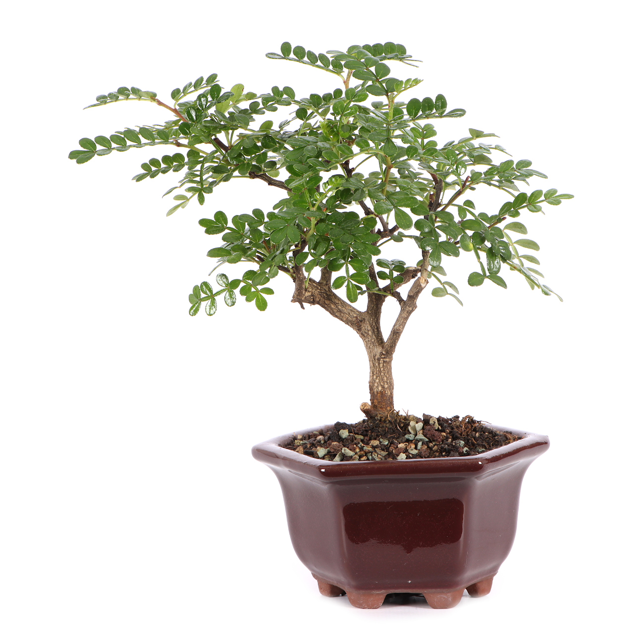 Zanthoxylum spec.