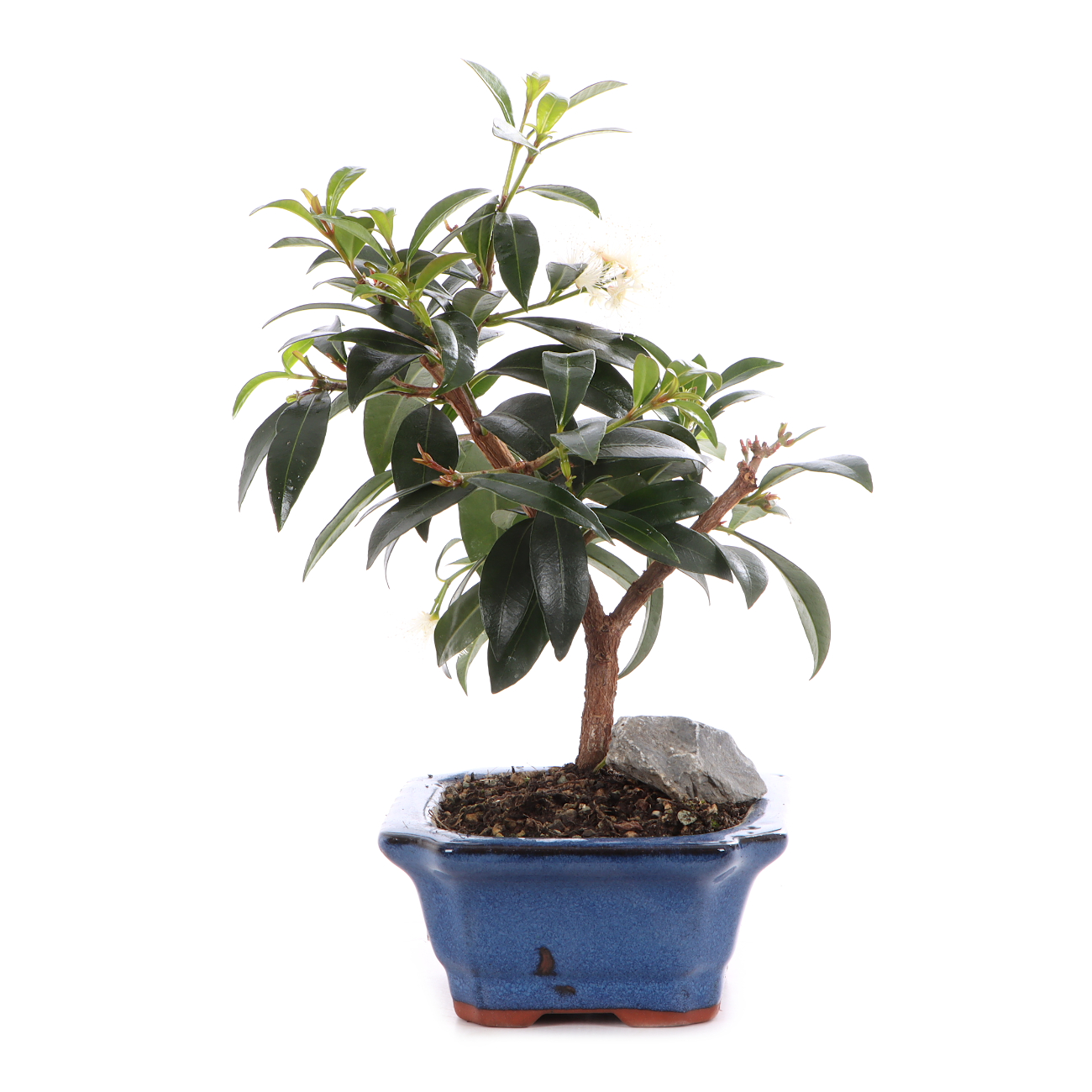 Syzygium paniculatum