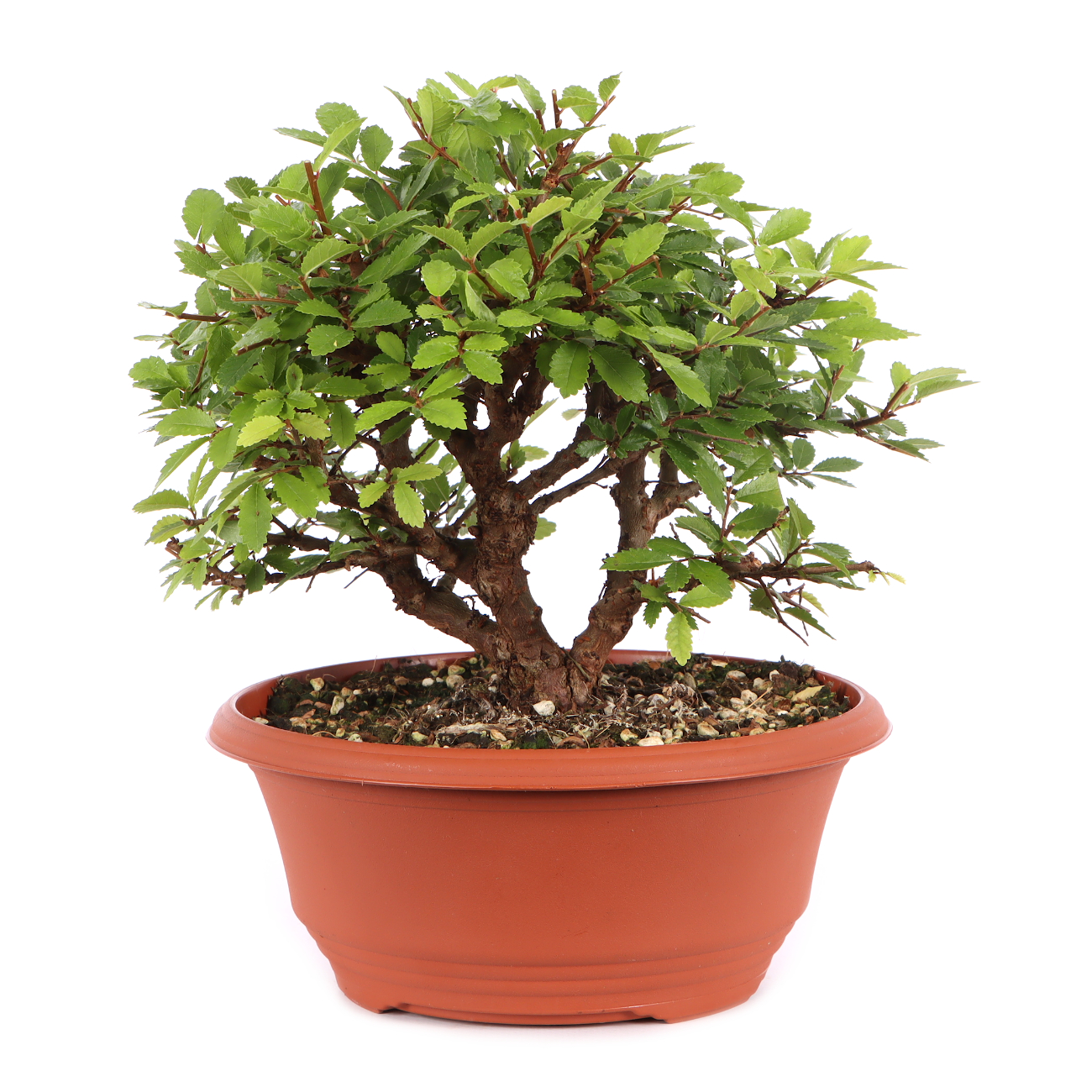 Ulmus japonica
