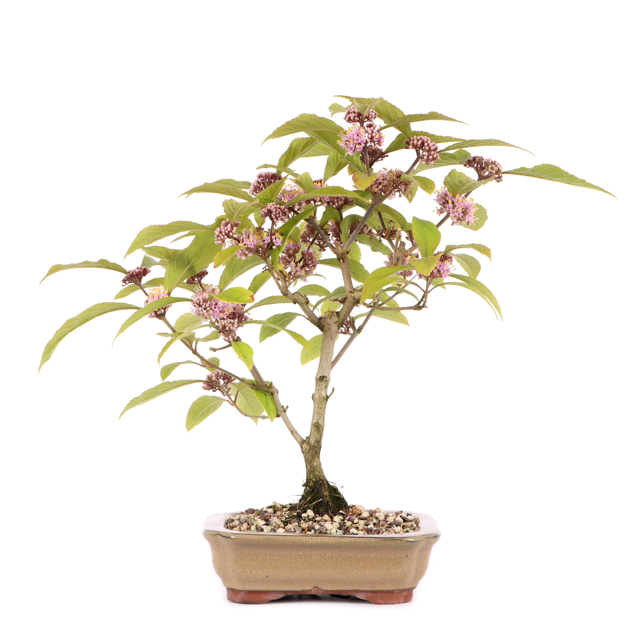 Callicarpa bodinieri 'Profusion'