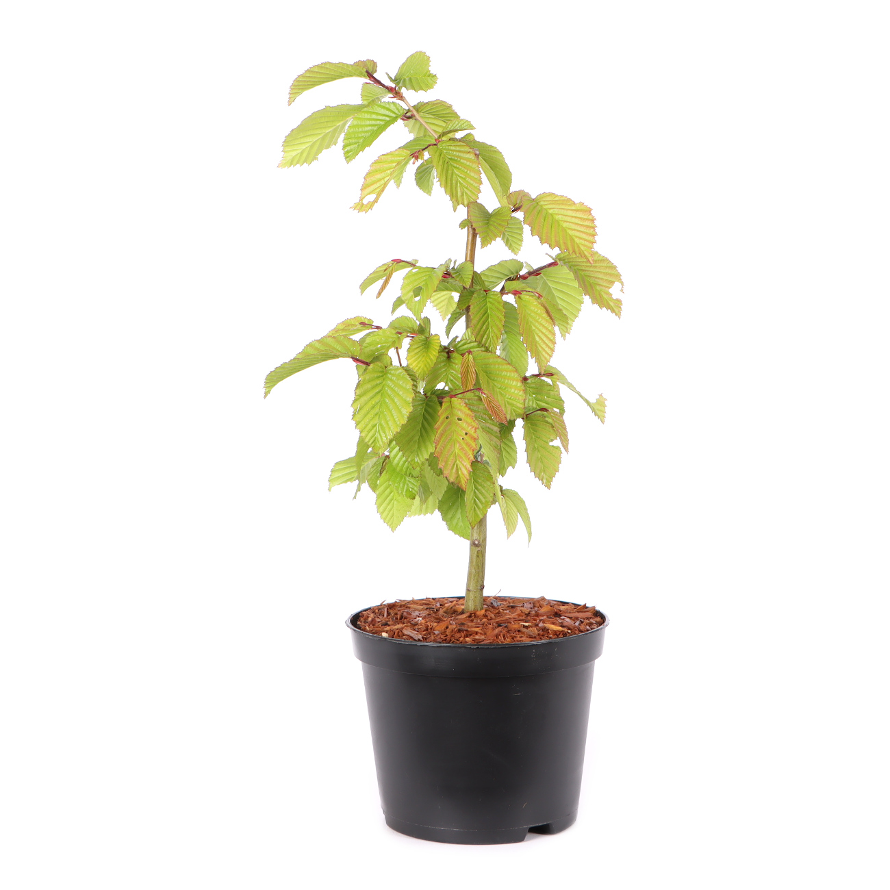Carpinus betulus