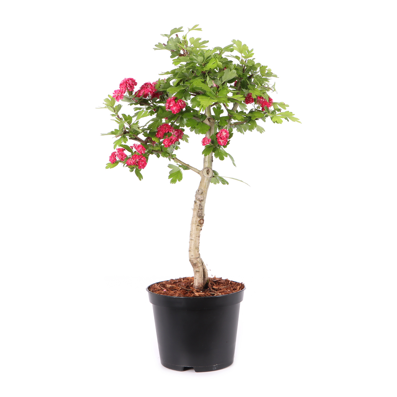 Crataegus laevigata 'Paul's Scarlet'