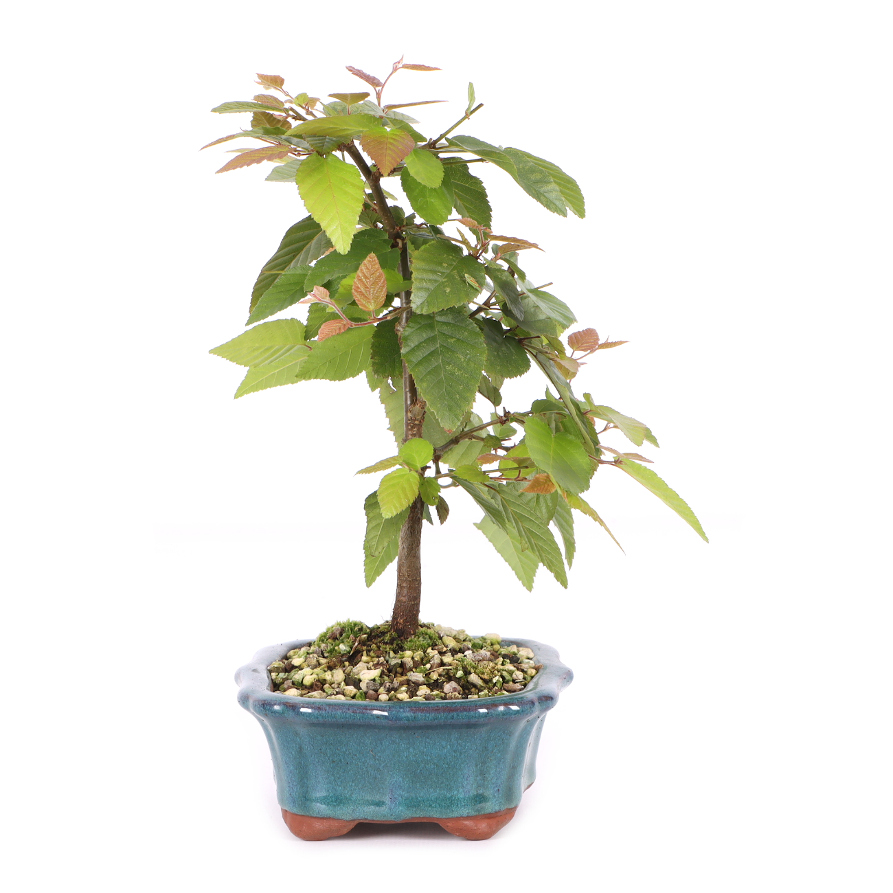 Carpinus turczaninowii
