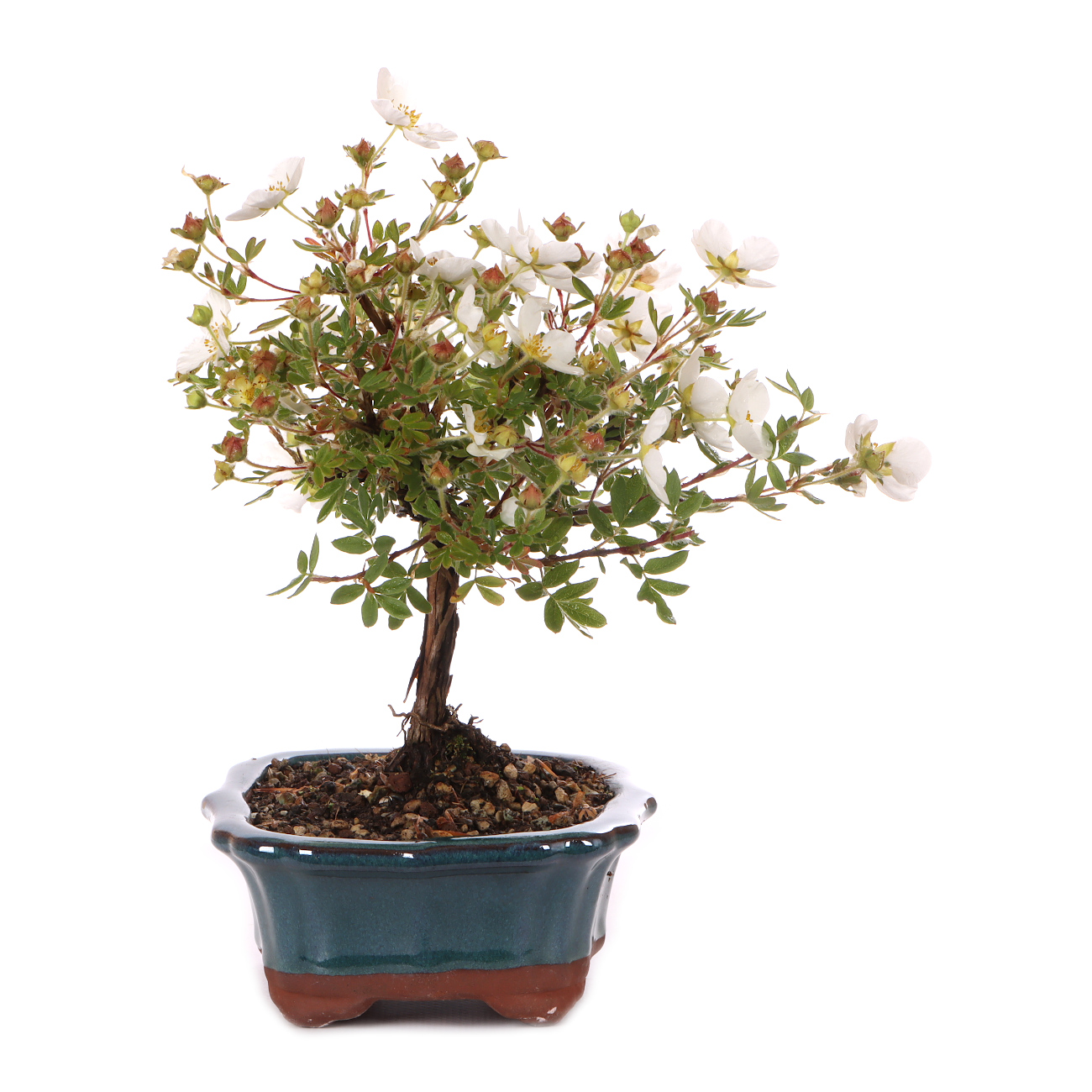 Potentilla fruticosa 'Abbotswood'