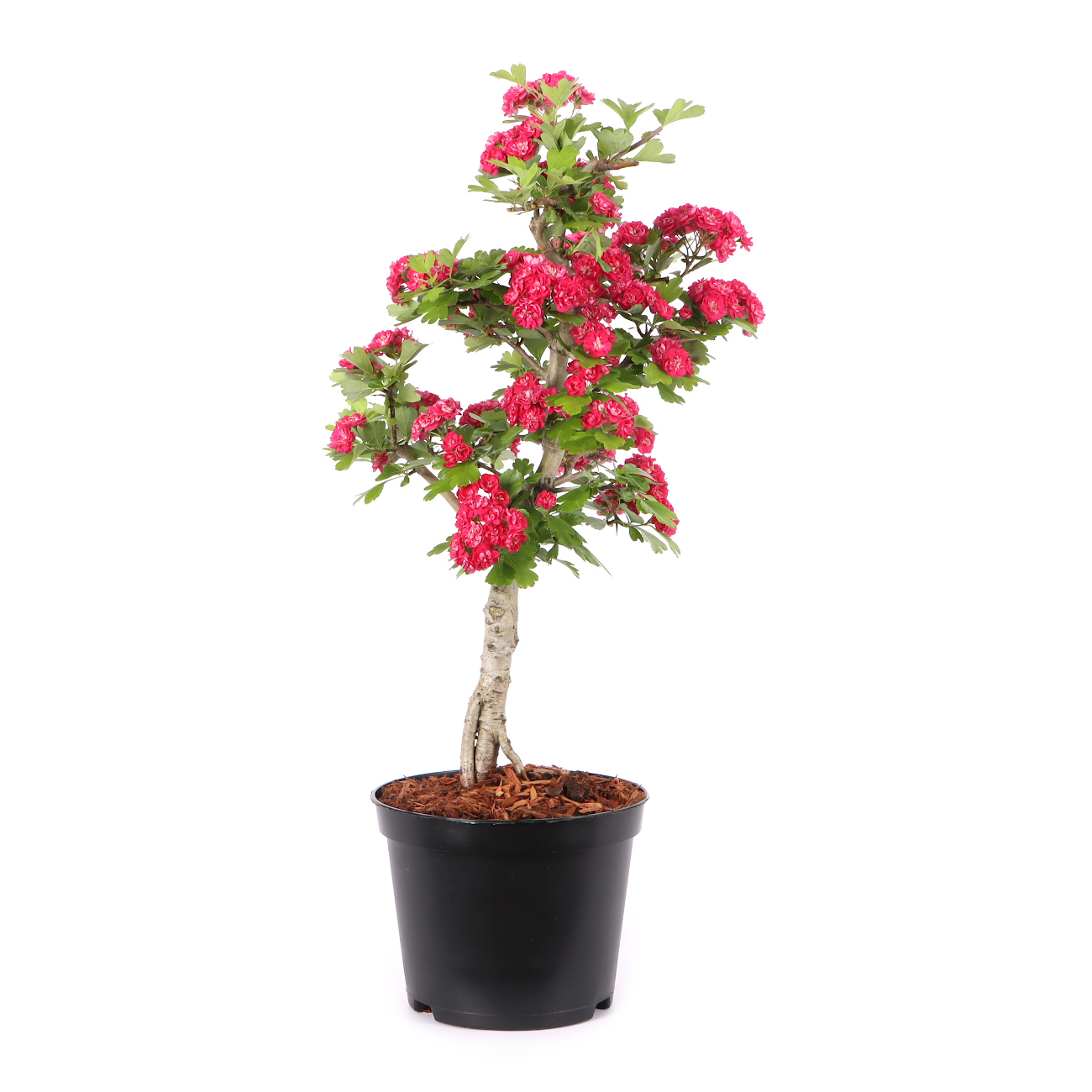 Crataegus laevigata 'Paul's Scarlet'