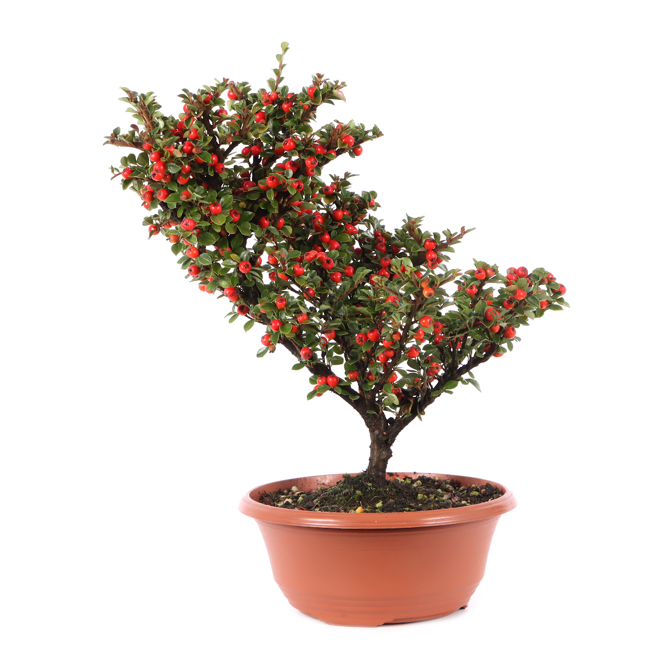 Cotoneaster praecox