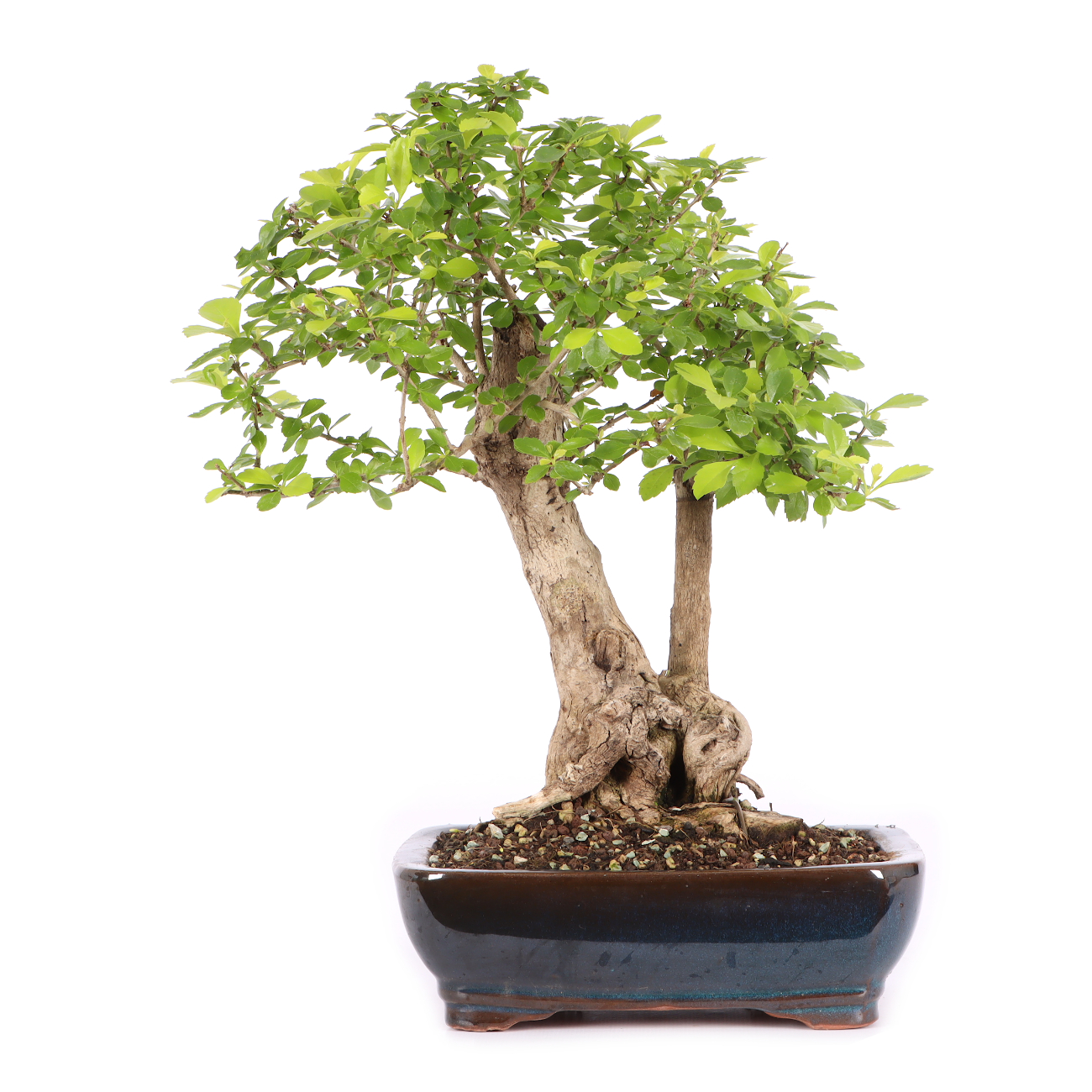 Duranta erecta