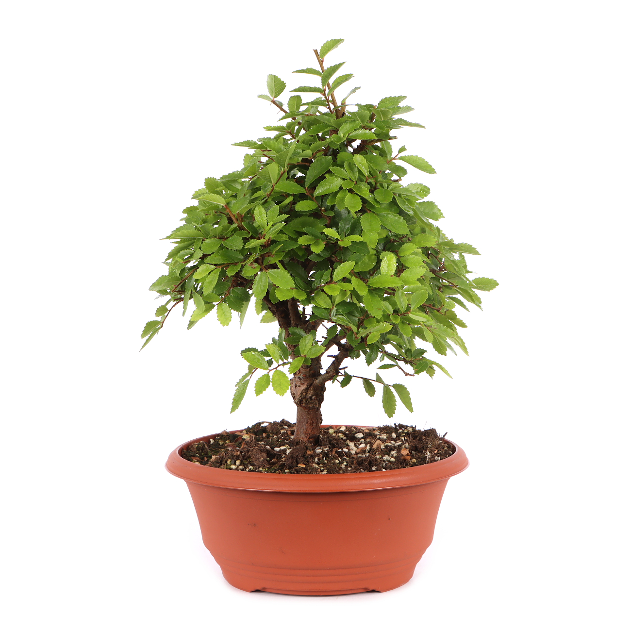 Ulmus japonica