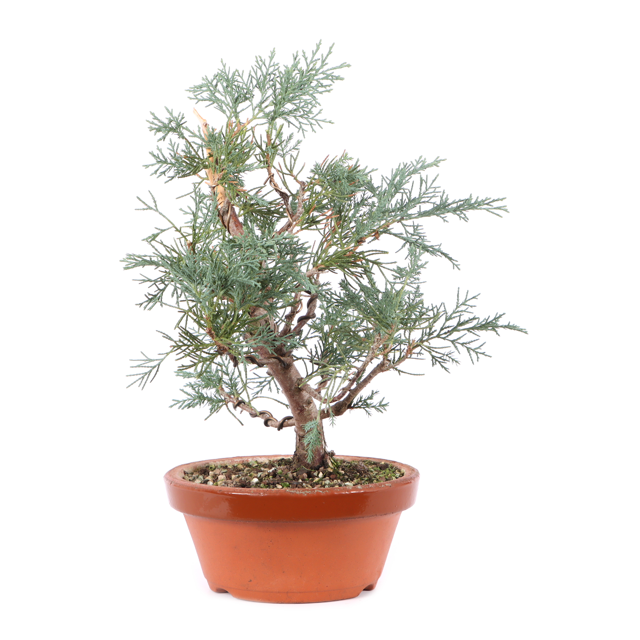 Juniperus x media 'Hetzii'