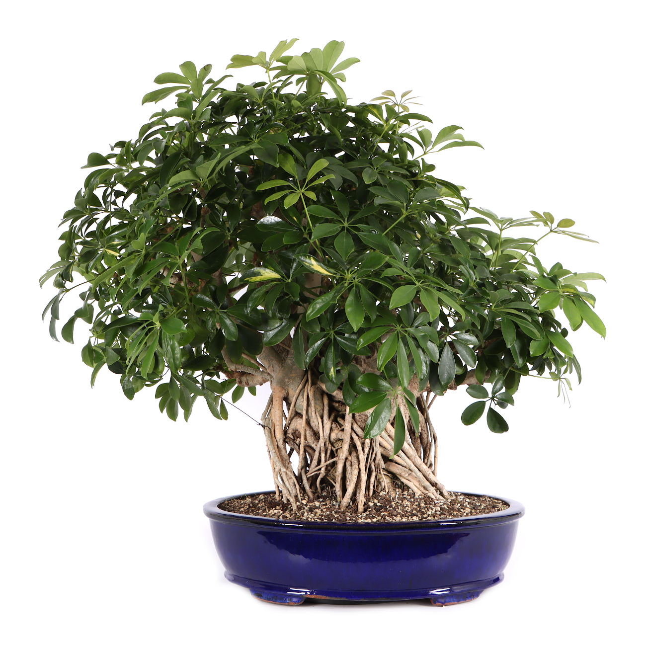 Schefflera arboricola