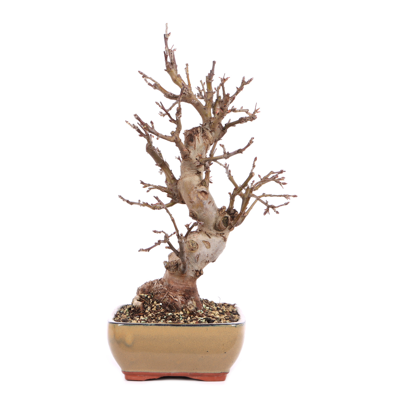 Malus spec.