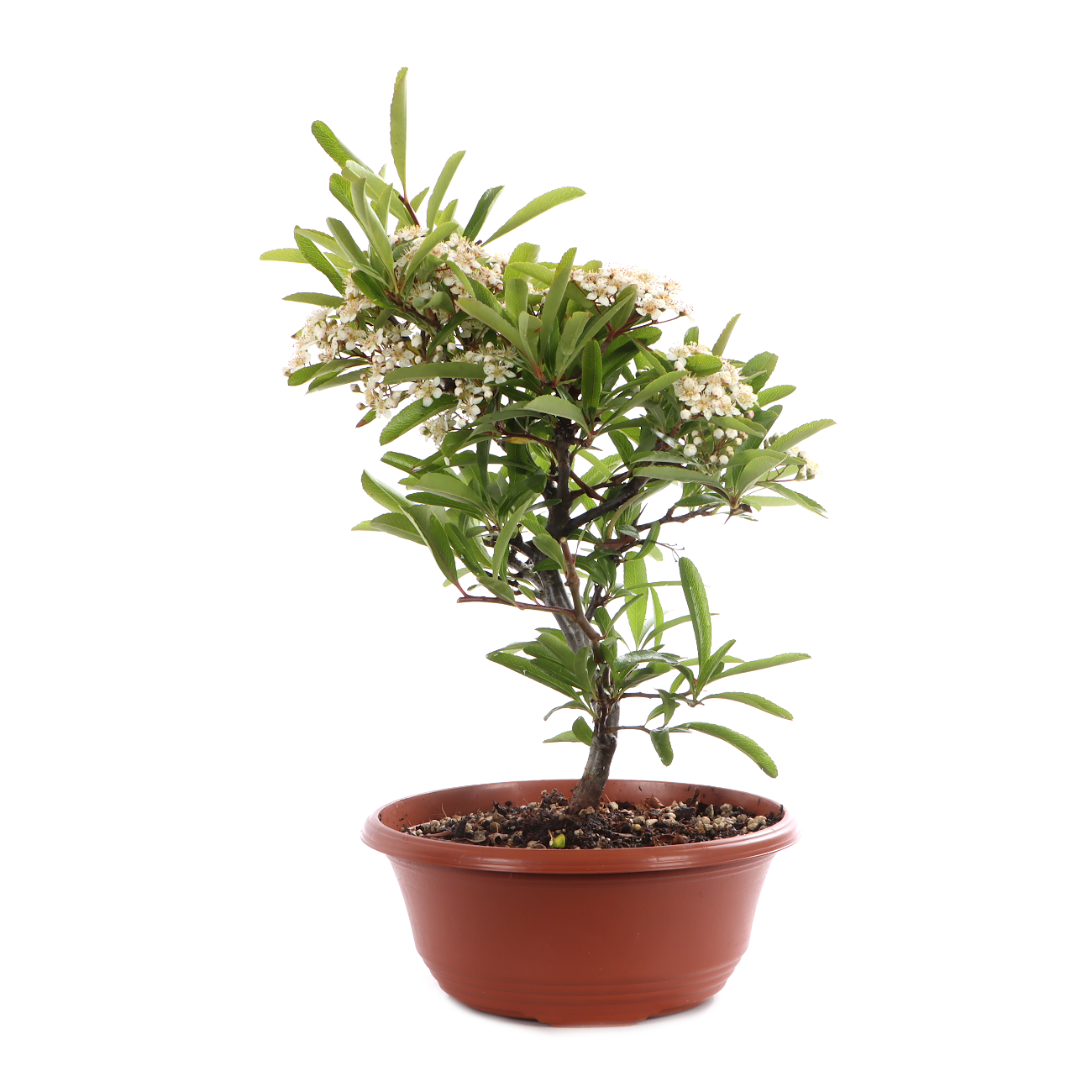 Pyracantha angustifolia