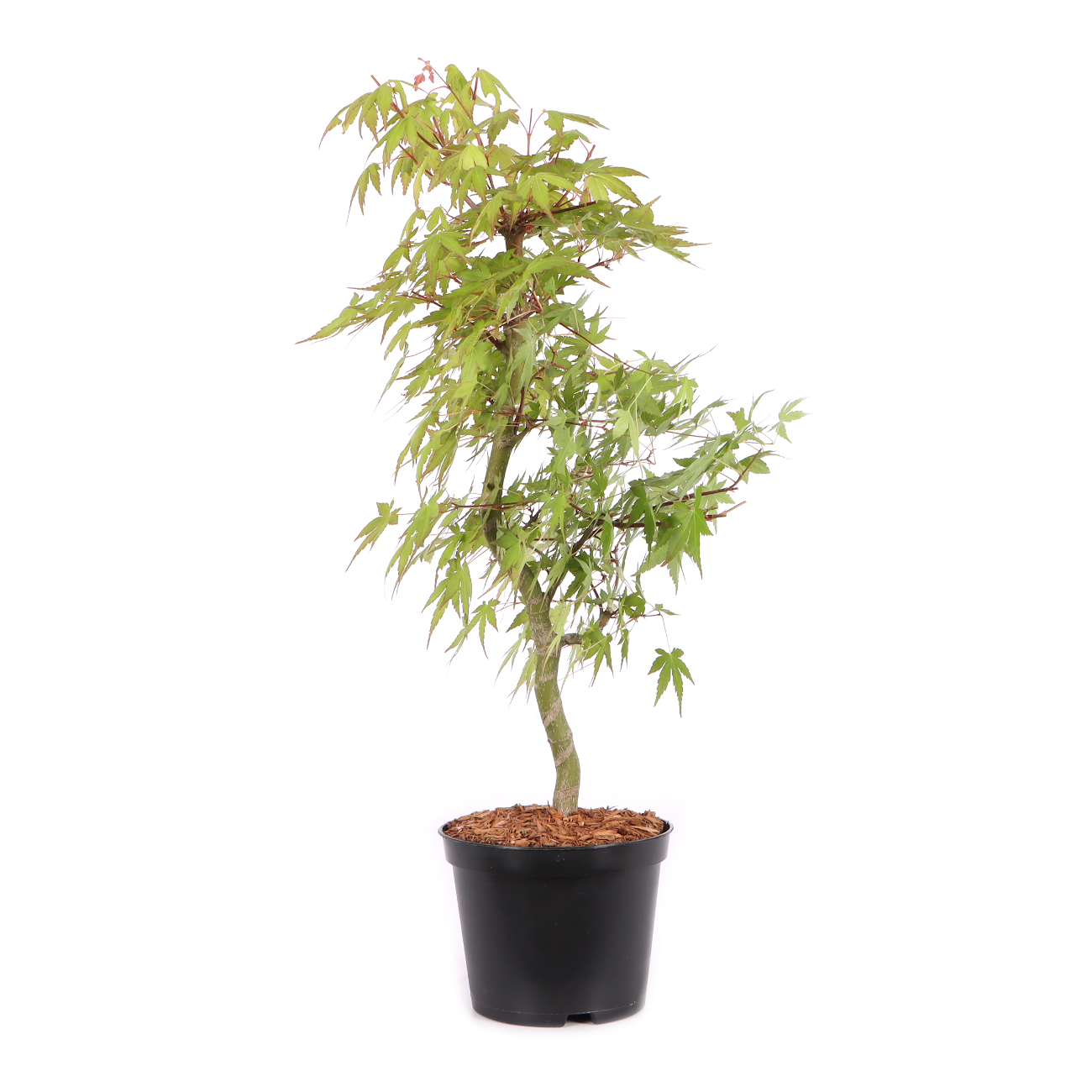 Acer palmatum