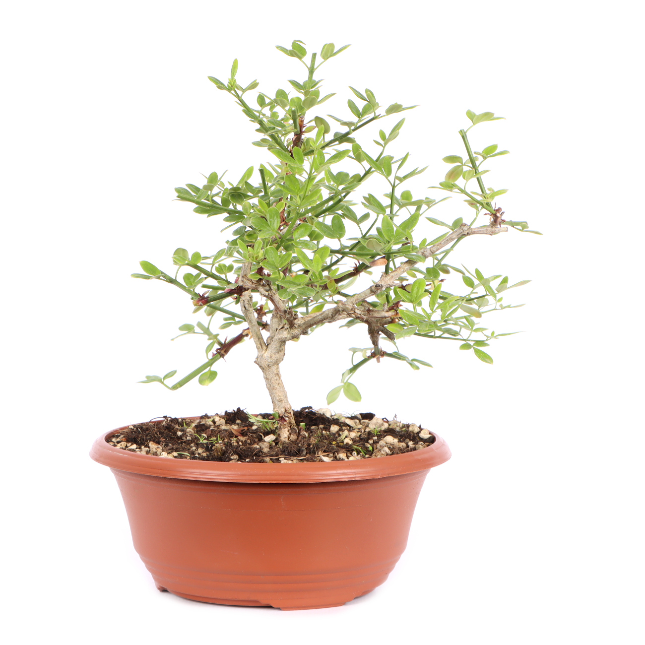 Seitenansicht rechts