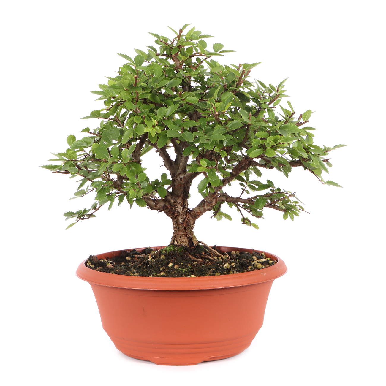 Ulmus japonica