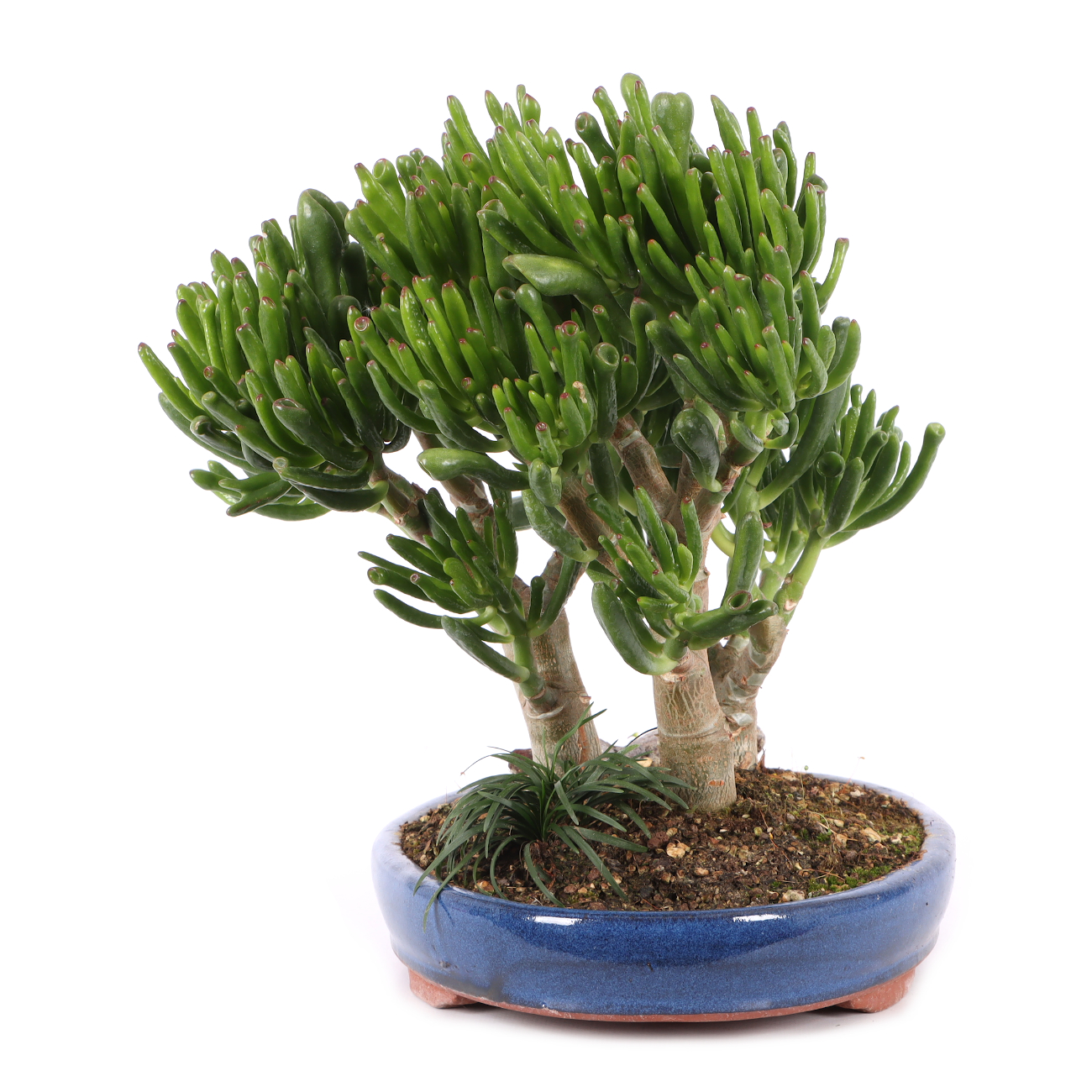 Crassula ovata 'Horn Tree'