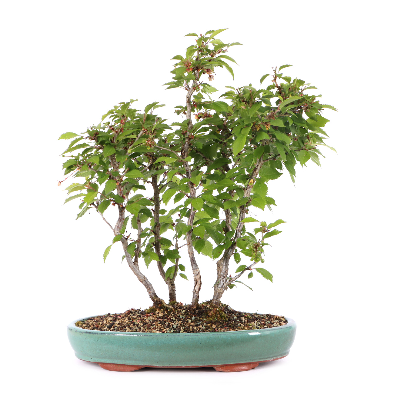 Prunus incisa 'Kojou-no-mai'