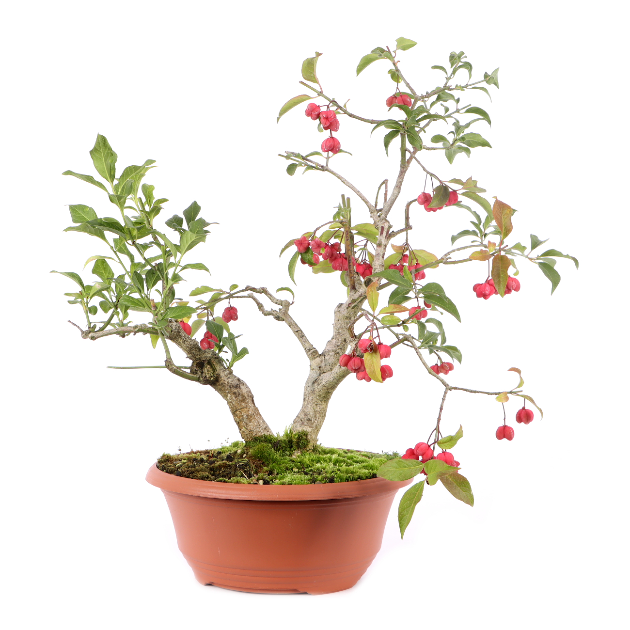 Euonymus europaeus