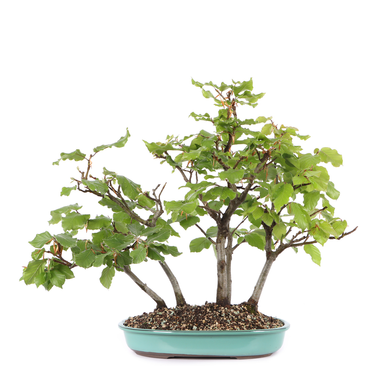 Fagus sylvatica