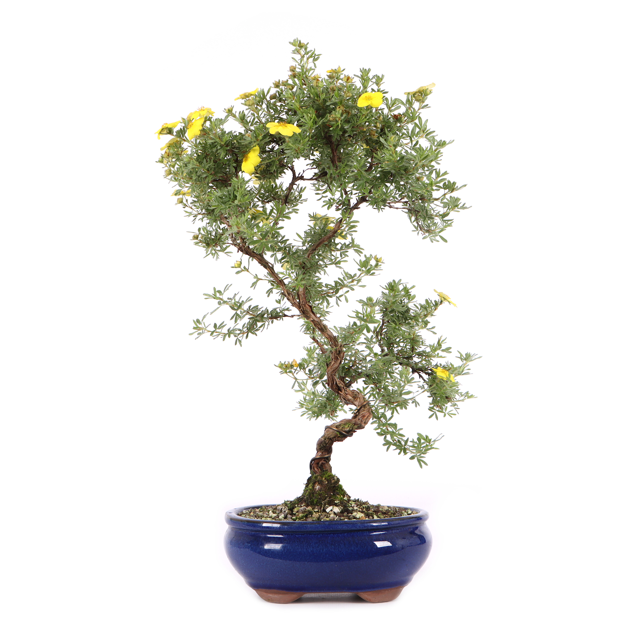 Potentilla fruticosa 'Kobold'