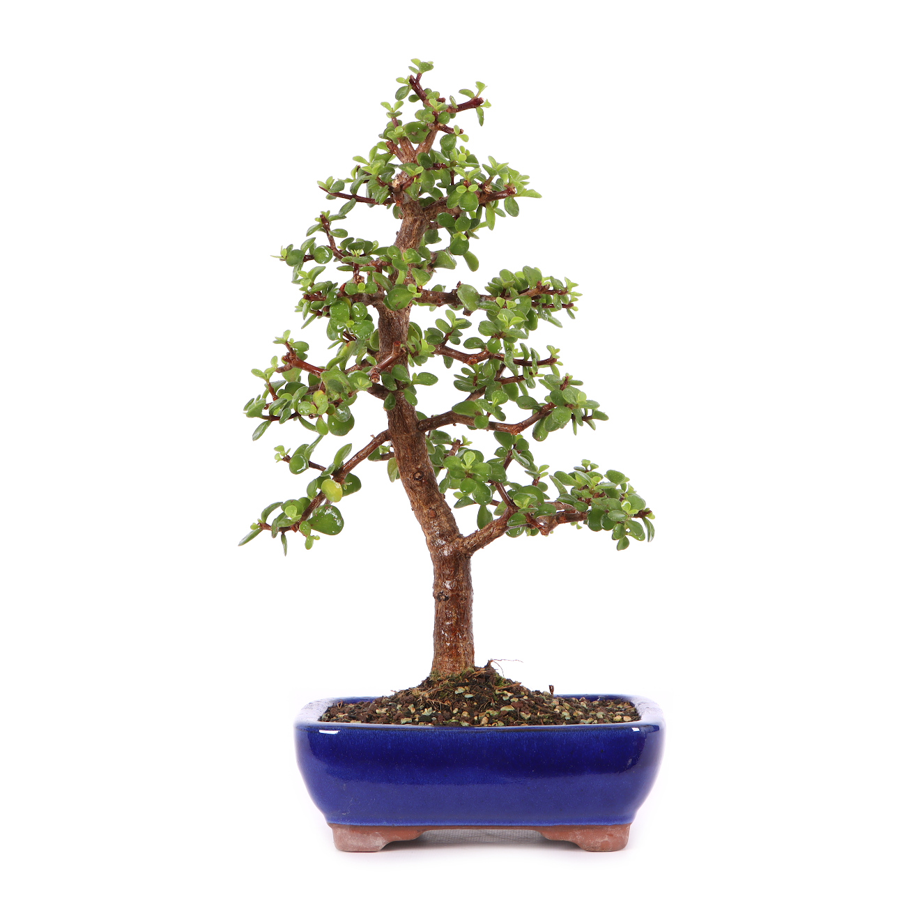 Portulacaria afra