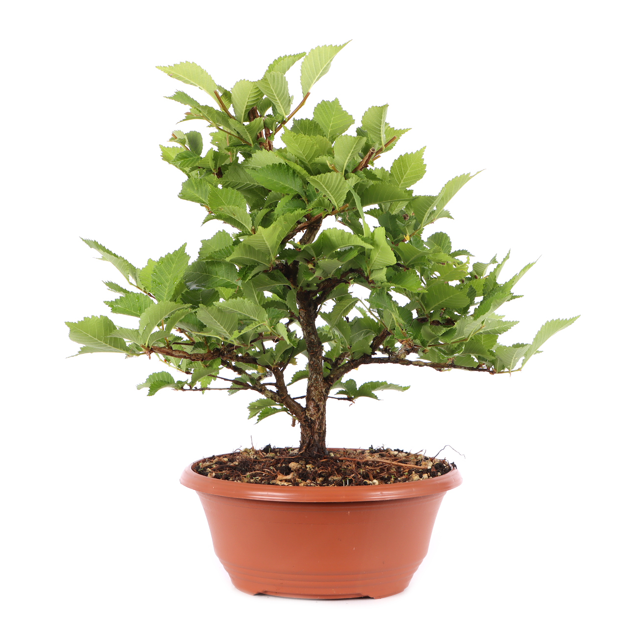 Ulmus minor var.