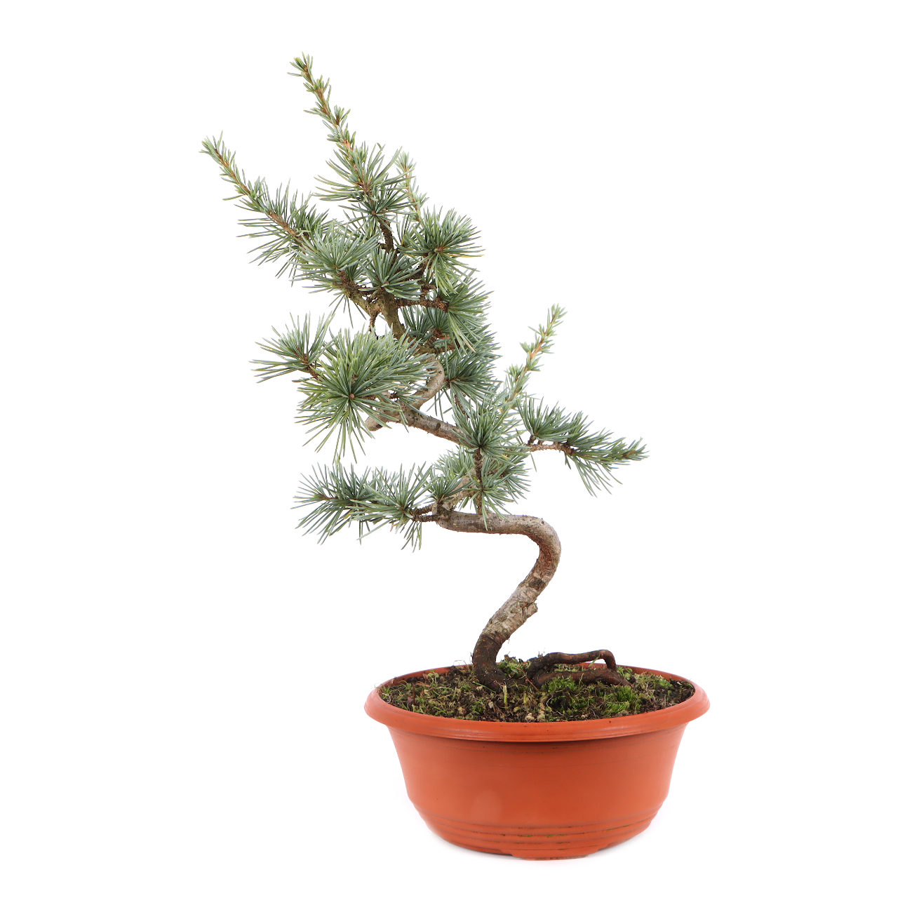Cedrus atlantica 'Glauca'