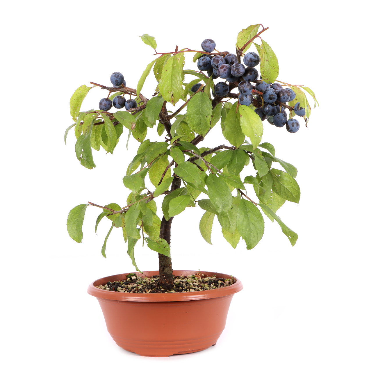 Prunus spinosa