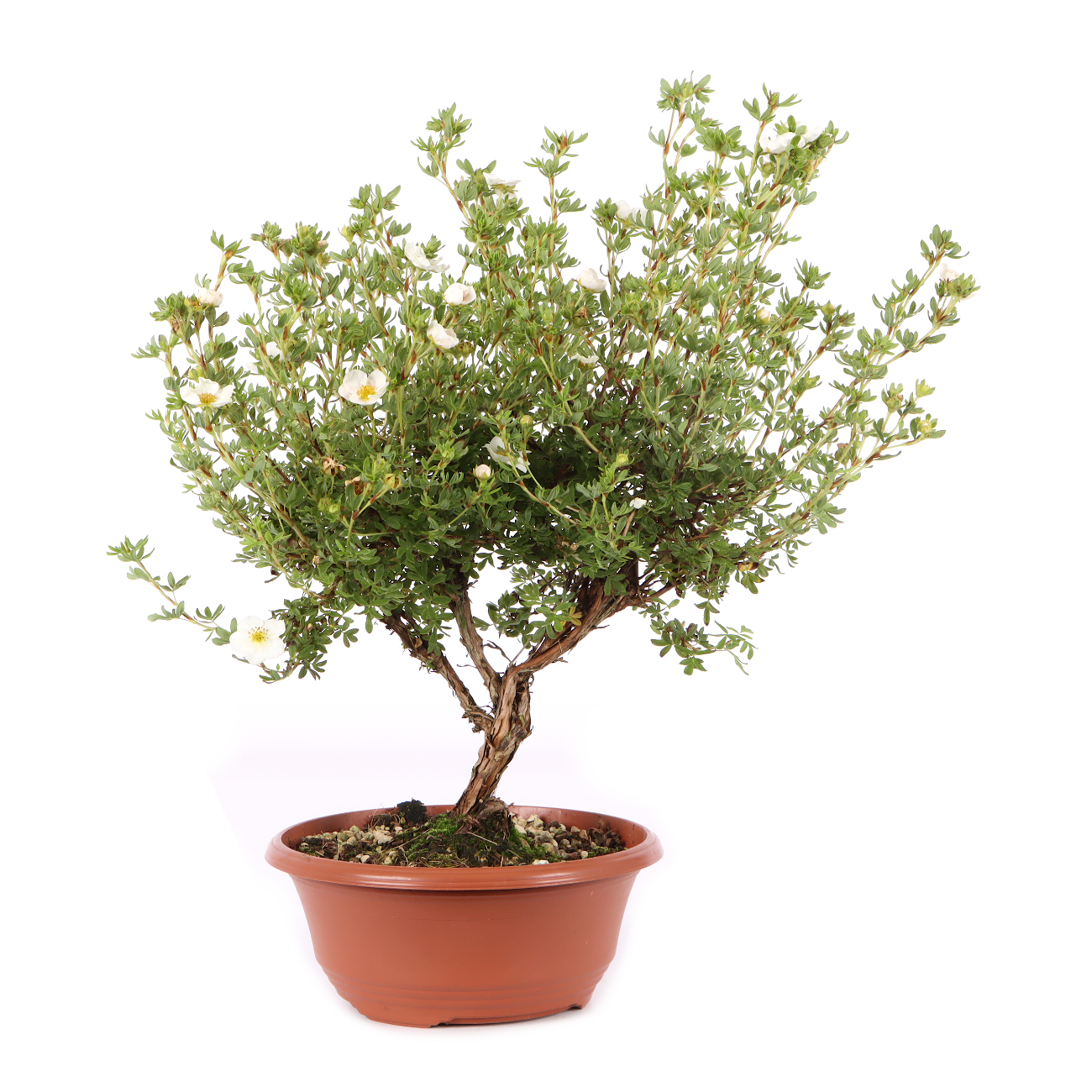 Potentilla fruticosa 'Pink Queen'