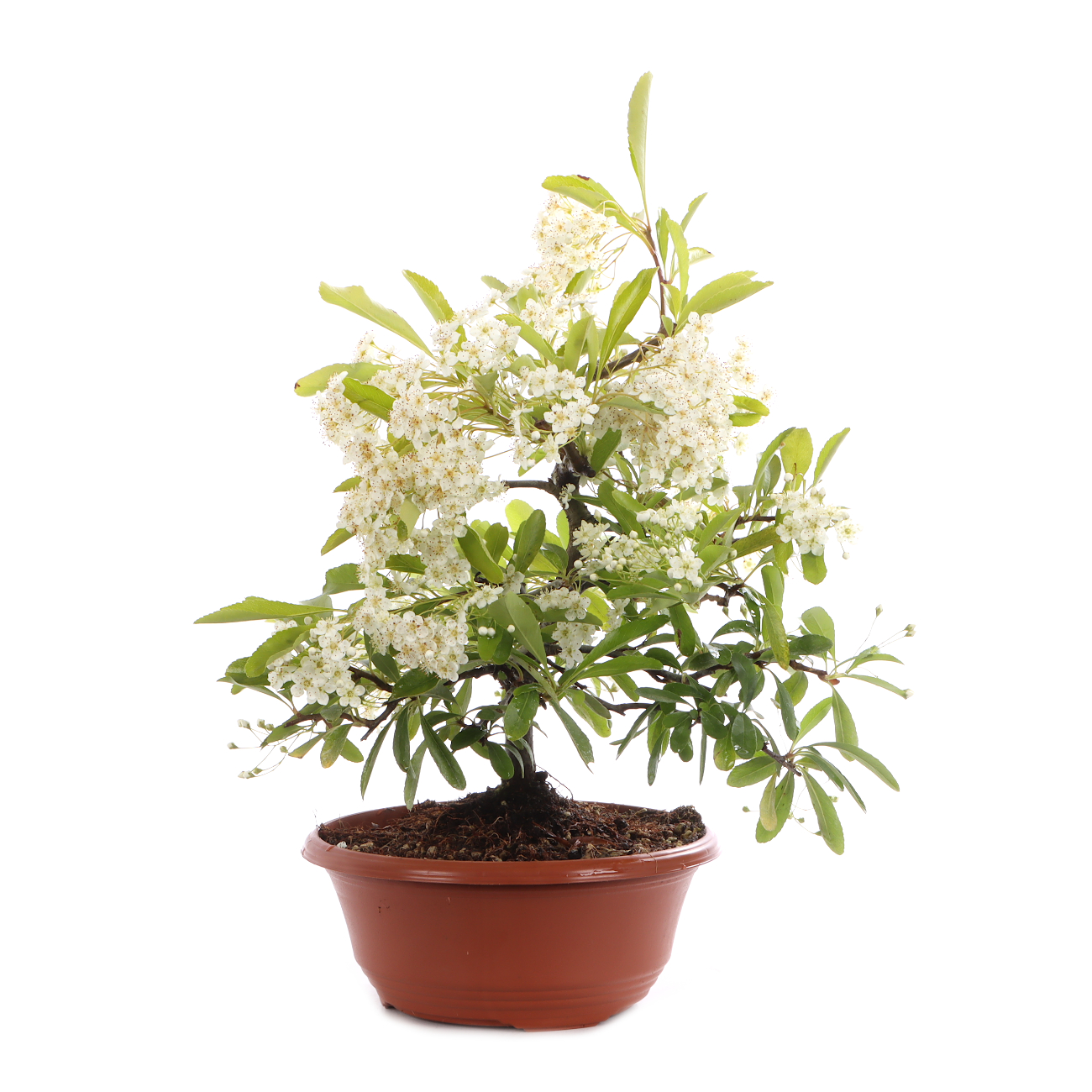 Pyracantha angustifolia