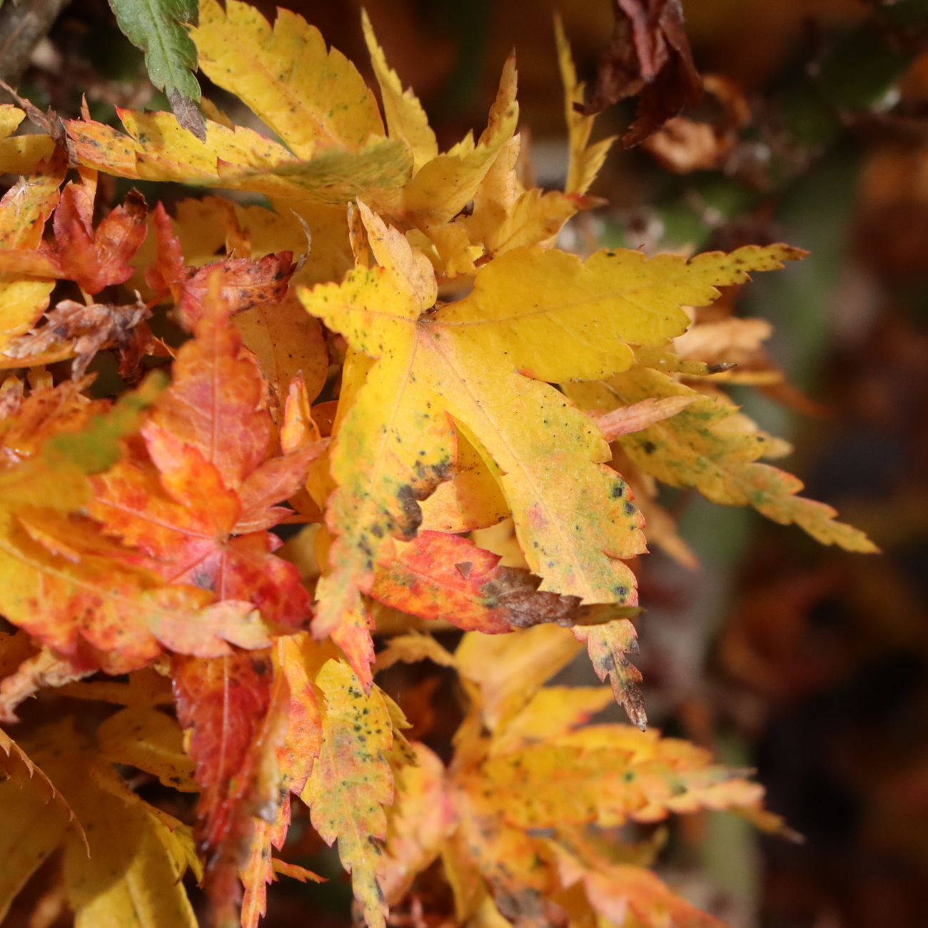 Herbstlaub
