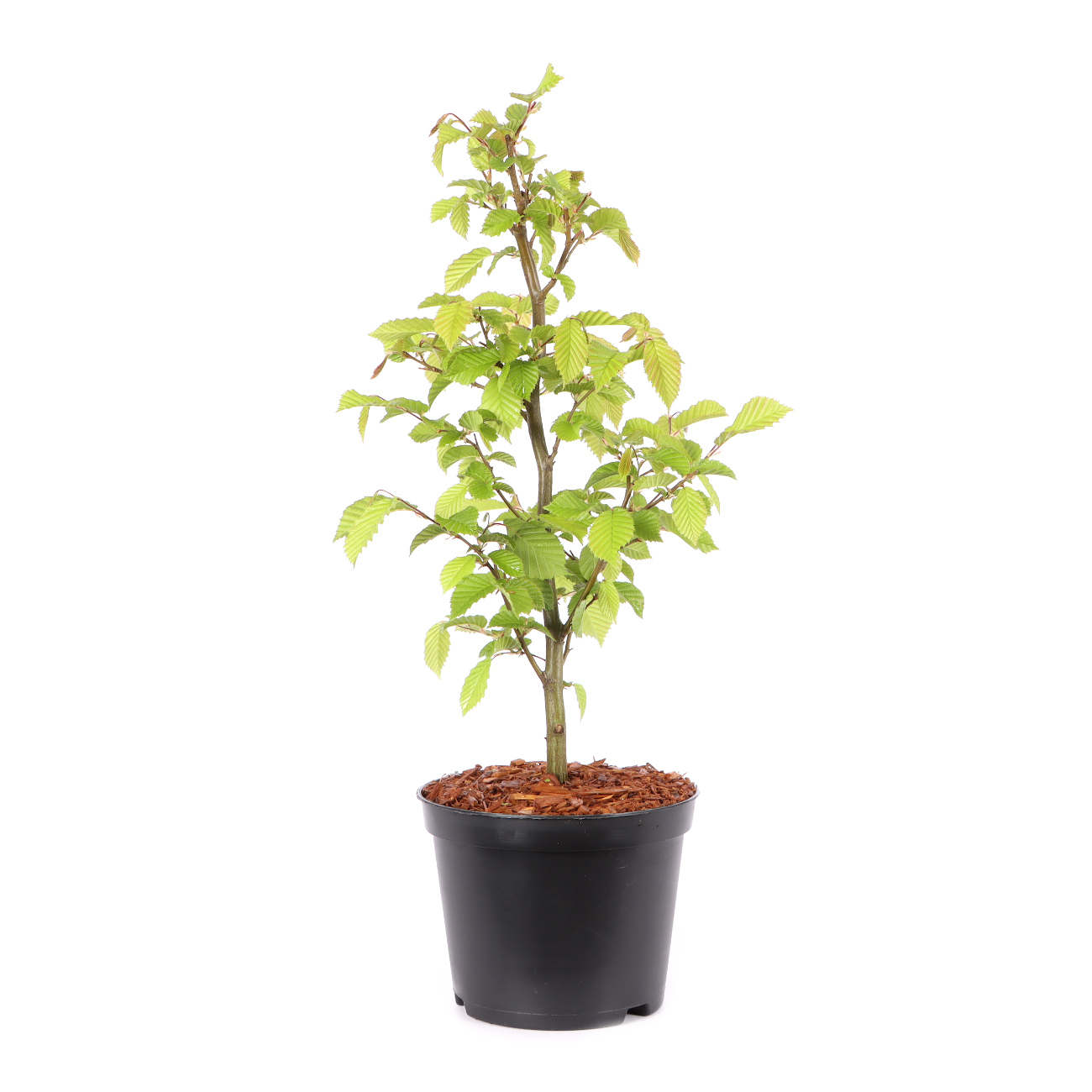 Carpinus betulus