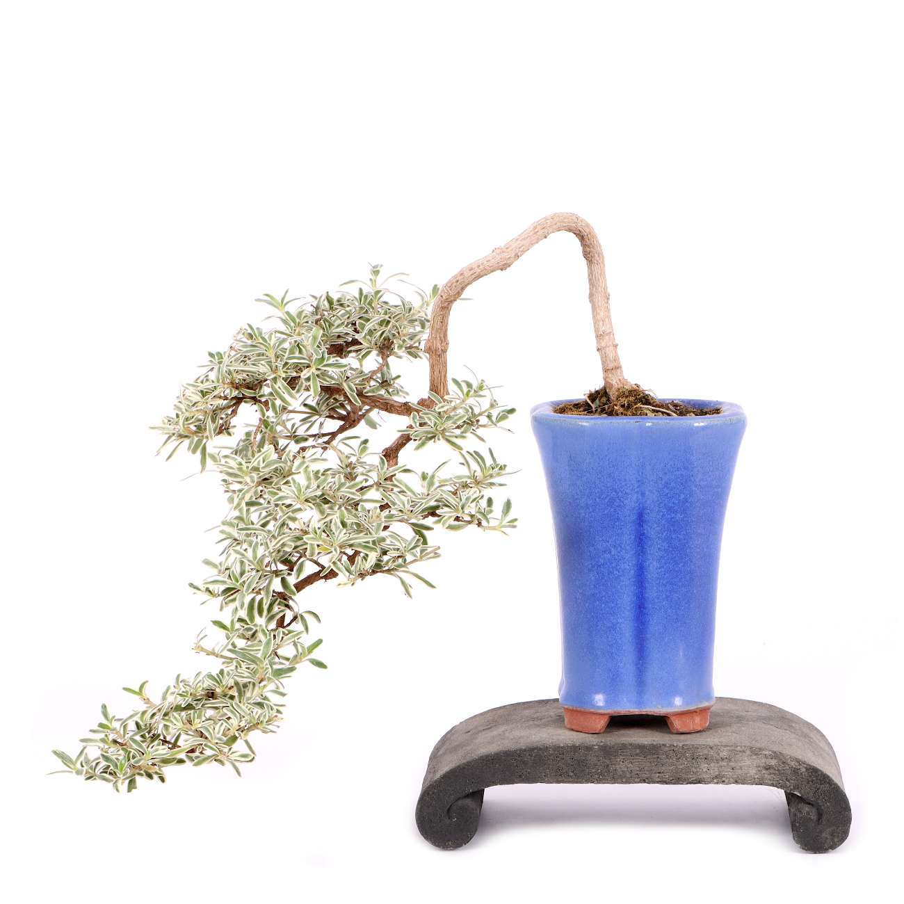 Coprosma x kirkii 'Variegata'