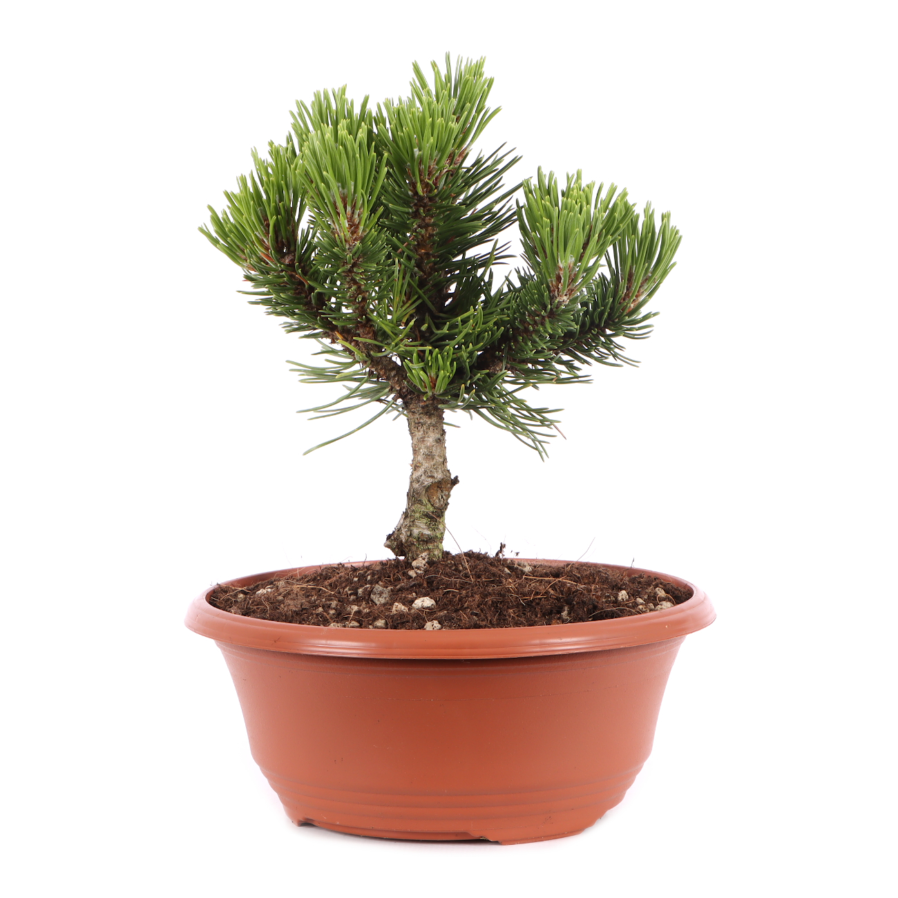 Pinus mugo 'Sherwood Compact'
