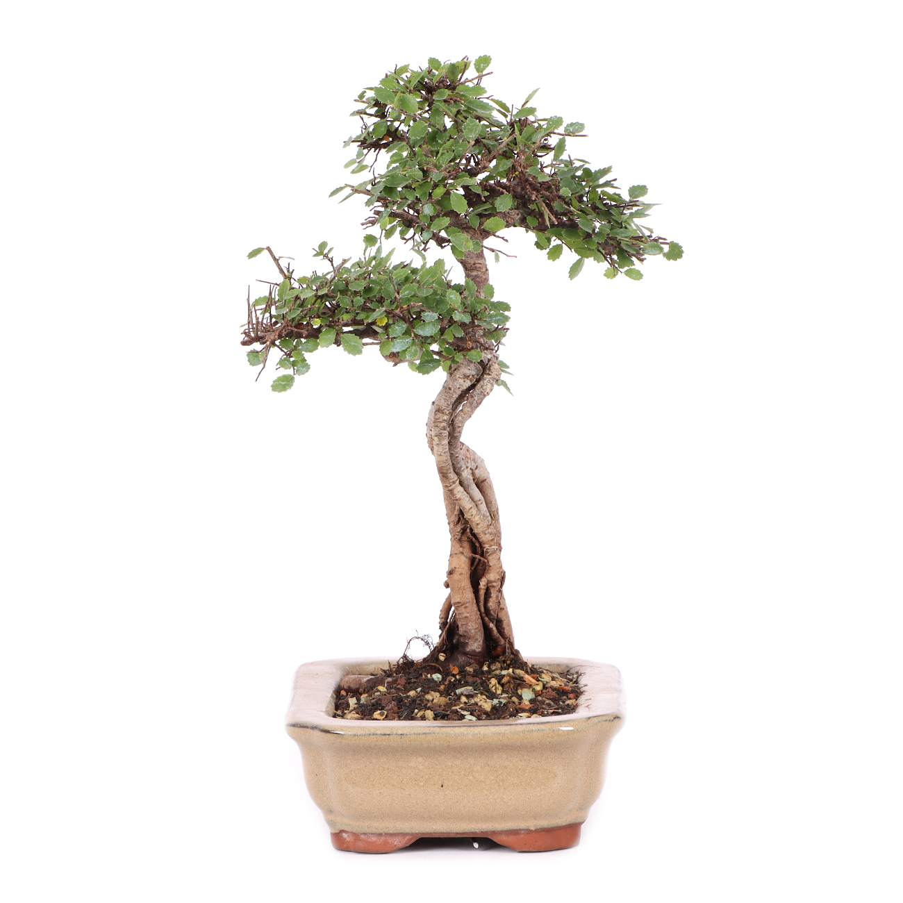 Ulmus parvifolia