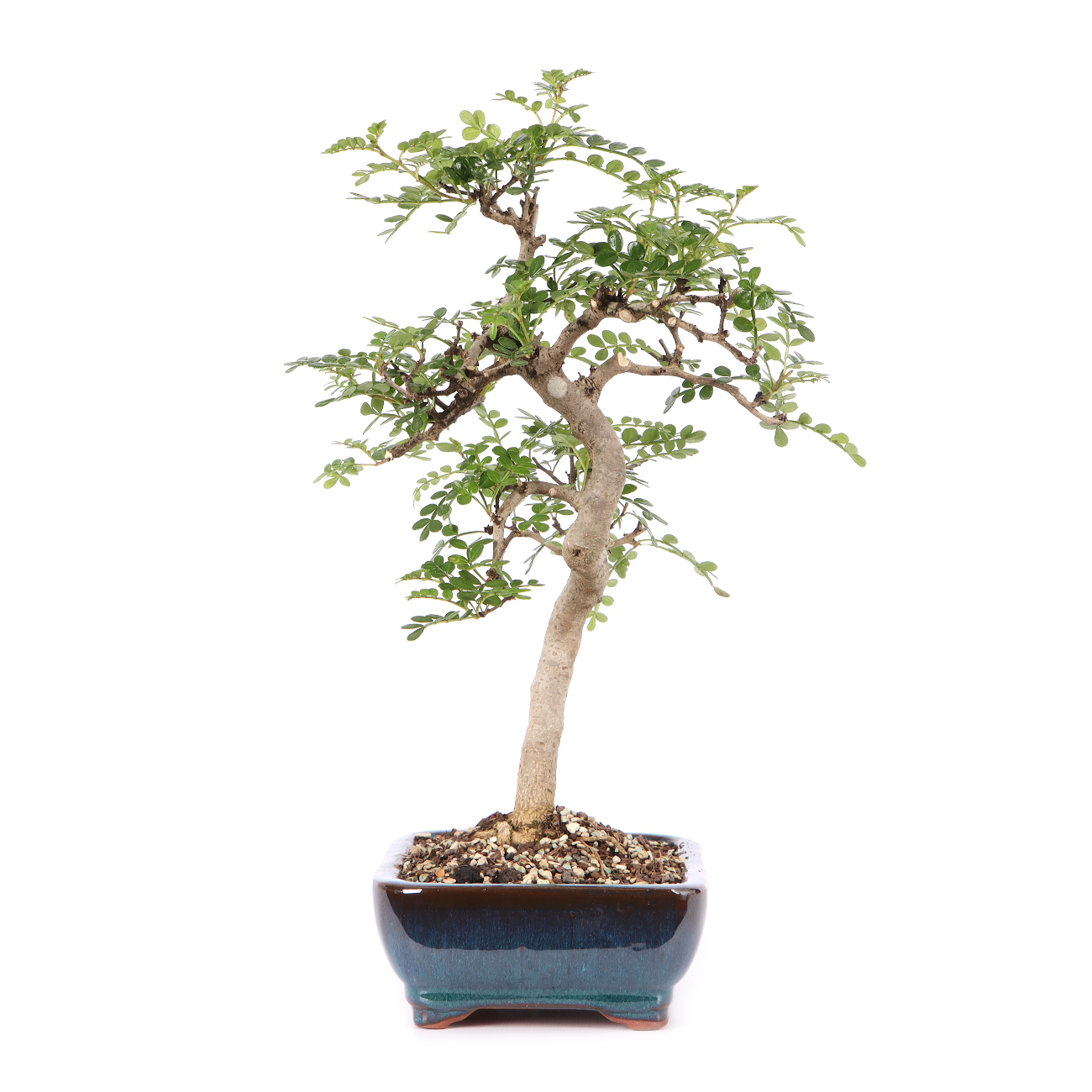 Zanthoxylum spec.