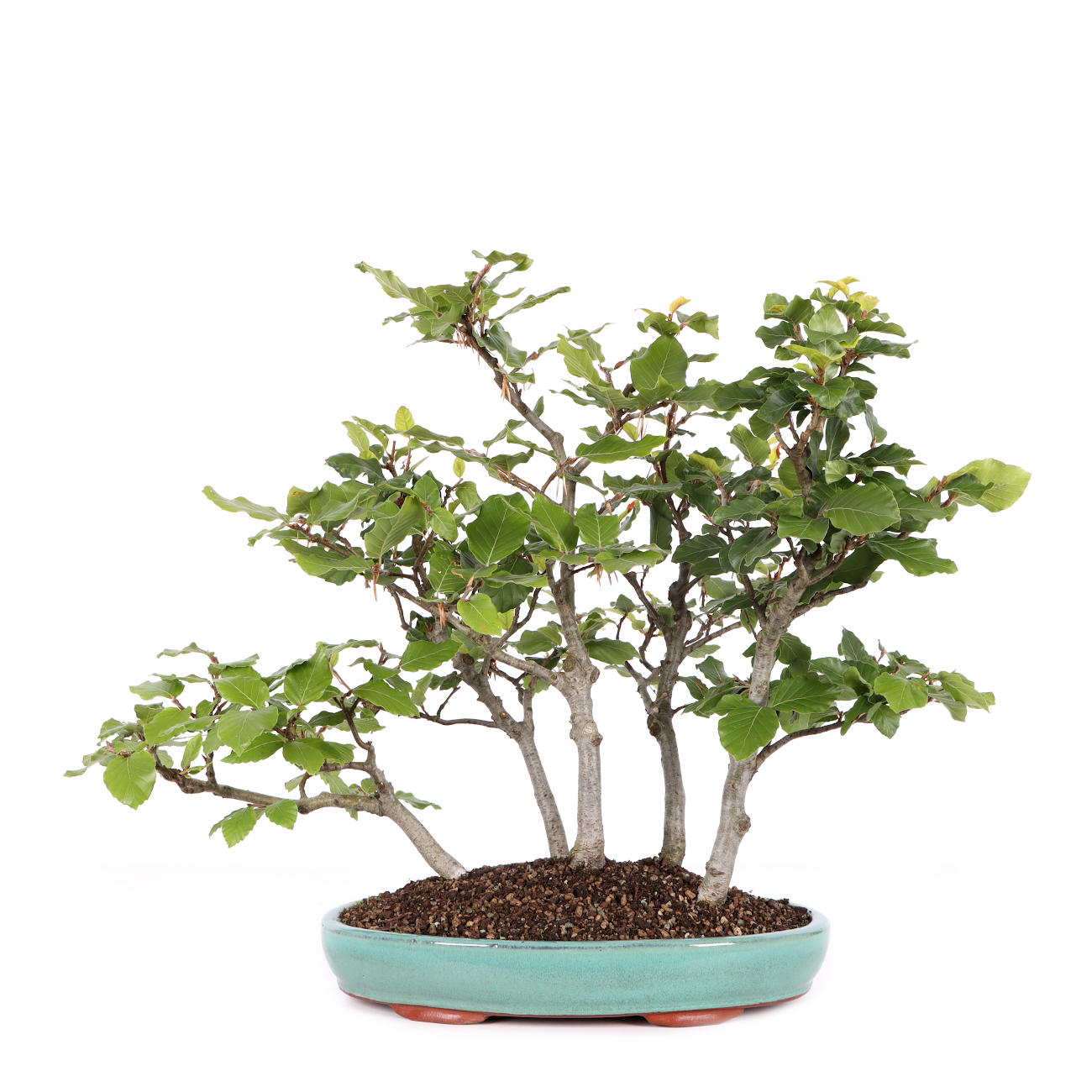 Fagus sylvatica